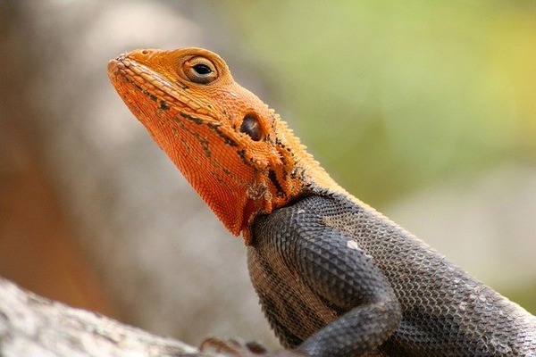 lizard-g98515421b_640