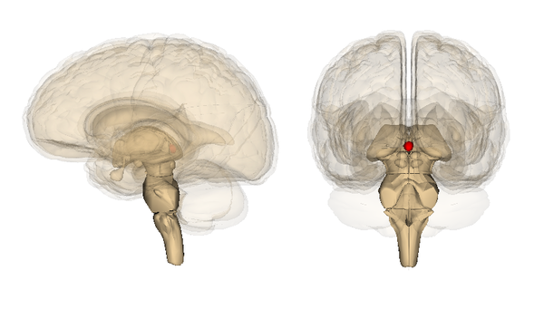 Pineal_gland