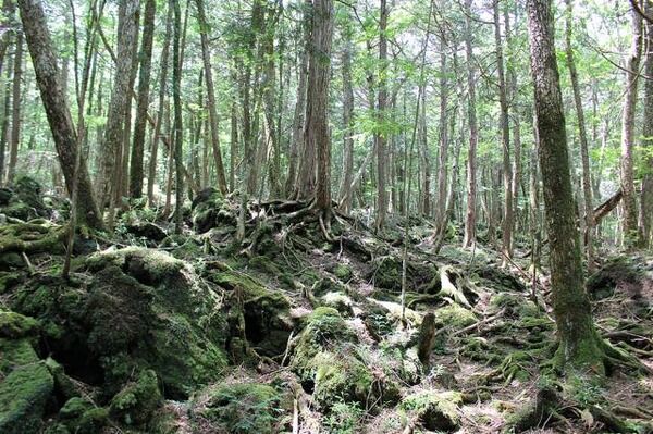 闇画像 樹海の看板 ガチでヤバすぎる マジかよ 不思議 Net 闇画像 樹海の看板 ガチでヤバすぎる マジかよ 不思議 Net