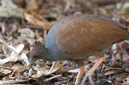 orangefooted