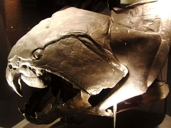 800px-Dunkleosteus