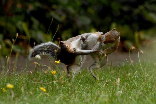 PAY-PROD-THEYRE-NUTTERS-NINJA-SQUIRRELS-SNAPPED-IN-AERIAL-DUEL-2