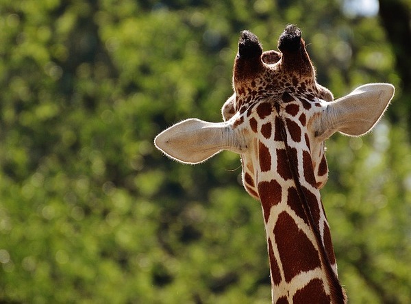 giraffe-1341638_640