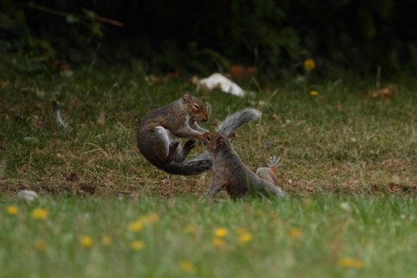 PAY-PROD-THEYRE-NUTTERS-NINJA-SQUIRRELS-SNAPPED-IN-AERIAL-DUEL-4