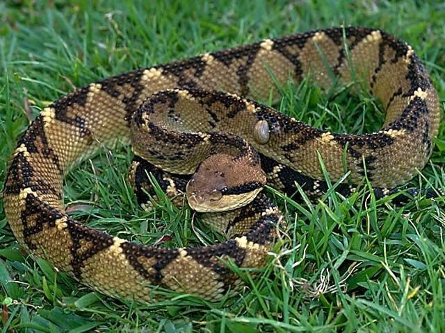 へび注意 毒ヘビには魅力的な名前も多い 生態も含めて紹介していく レプタイルチャンネル へび注意 毒ヘビには魅力的な名前も多い 生態も含めて紹介していく レプタイルチャンネル