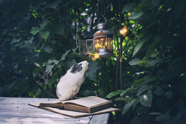Mieps-the-Guinea-Pig-57cef84a40de4__880