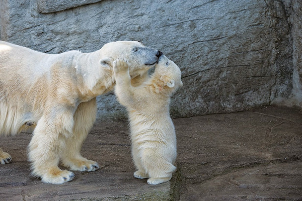 mother-bear-cubs-animal-parenting-28-57e3a8b67ee80__880