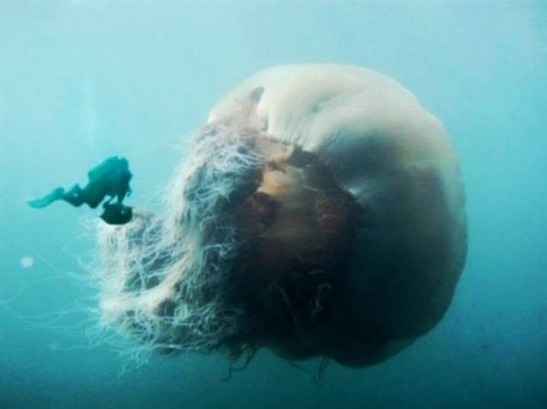 閲覧注意 化け物 Uma 巨大生物の画像はってけ 不思議 Net 閲覧注意 化け物 Uma 巨大生物の画像はってけ 不思議 Net