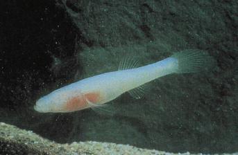 Amblyopsis_rosae