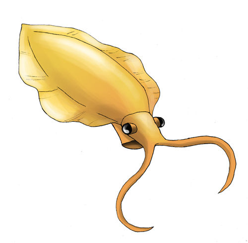 Nectocaris_pteryx
