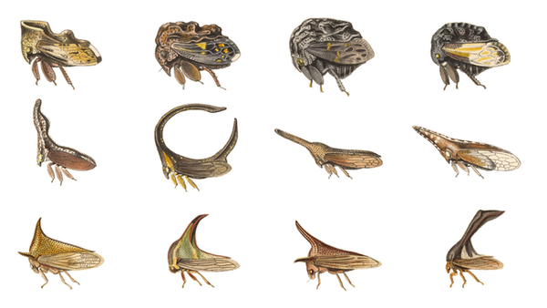 640px-Membracidae_collection