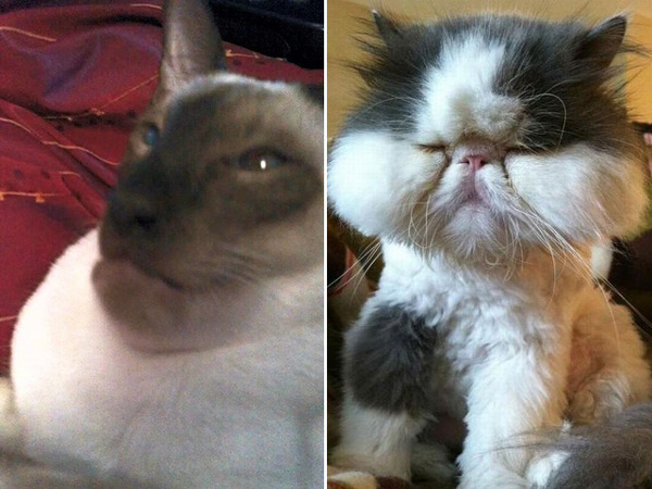 bees-vs-cats14