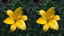 220px-Asiatic_hybrid_lilium_stereogram_flipped
