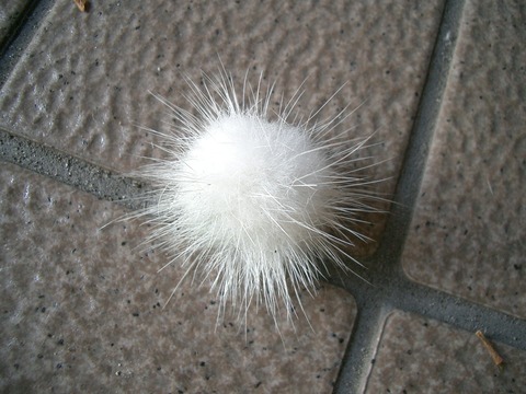 ケセランパサラン 動物性