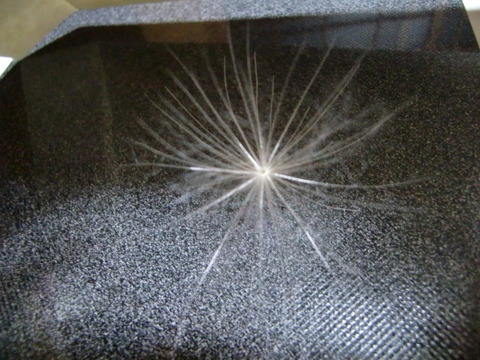 ケセランパサラン 植物性