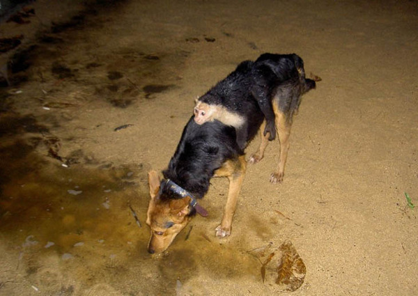 camouflaged-animals-23