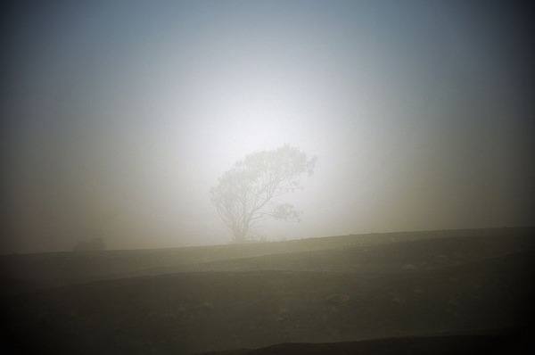 Tree-in-the-mist