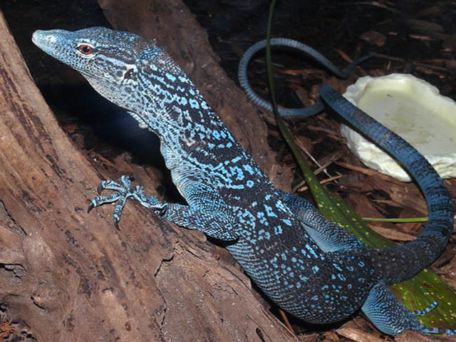 このトカゲ美しすぎんだろ ドラゴンみたいでかっこいいトカゲ画像まとめ レプタイルチャンネル このトカゲ美しすぎんだろ ドラゴンみたいでかっこいいトカゲ画像まとめ レプタイルチャンネル