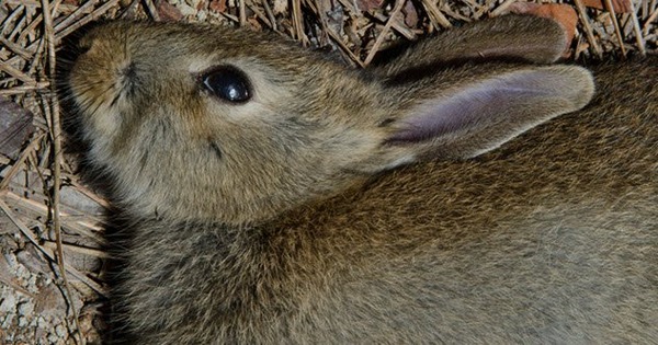 10a-dead-rabbit-1147073613