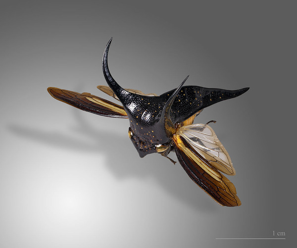 1077px-Hemikypta_marginata_MHNT_vol_perspective
