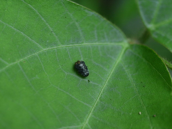 800px-Trachys_auricollis_kuzutibitama