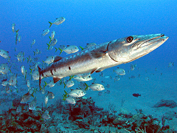 Great_Barracuda_off_the_Netherland_Antilles