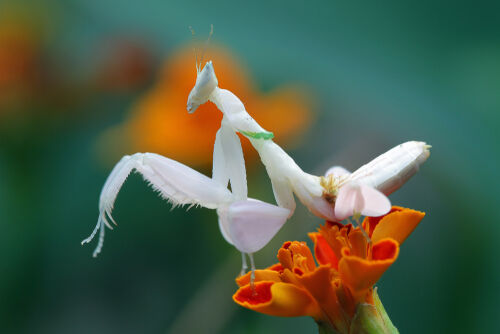 shutterstock_1234632307