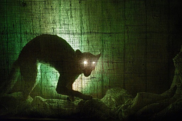 cat-3722915_1920-1024x683