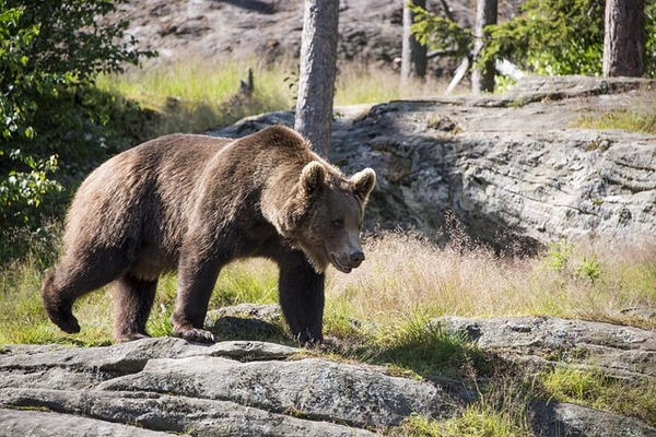 brown-bear-2545339_640