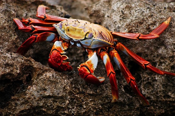 crab-2113971_640