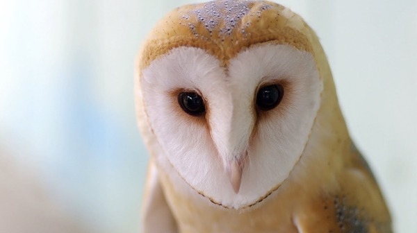 メンフクロウ可愛い 画像あり 不思議 Net メンフクロウ可愛い 画像あり 不思議 Net