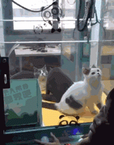 Gif 中国のufoキャッチャー 無法地帯すぎるwwwwwww 不思議 Net Gif 中国のufoキャッチャー 無法地帯すぎるwwwwwww 不思議 Net