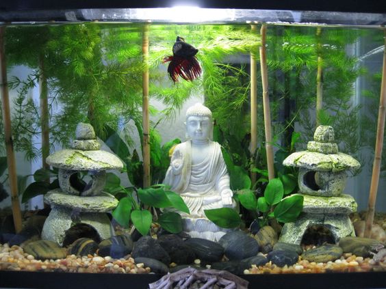 アクアリウム板でフルボッコに叩かれたワイの水槽見てくれ 不思議 Net アクアリウム板でフルボッコに叩かれたワイの水槽見てくれ 不思議 Net