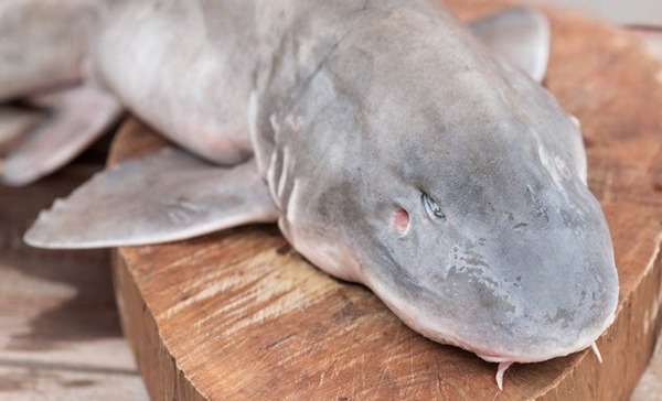 9a-dead-baby-shark-817318556