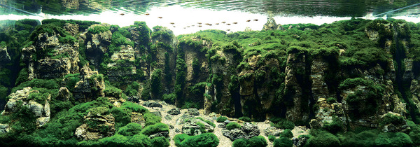 aquarium-16