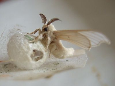 虫ってサナギになってるとき中身どろどろに溶かして再形成するって話聞いたことあるけど本当なの 不思議 Net 虫ってサナギになってるとき中身どろどろに溶かして再形成するって話聞いたことあるけど本当なの 不思議 Net