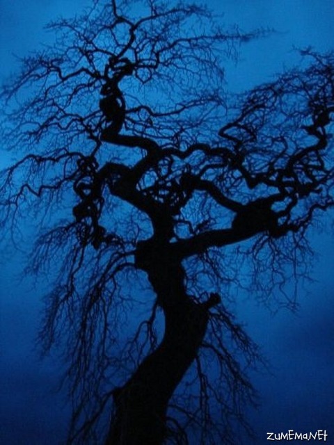 7d7c9b54943927ab24a1001f8d0814ca