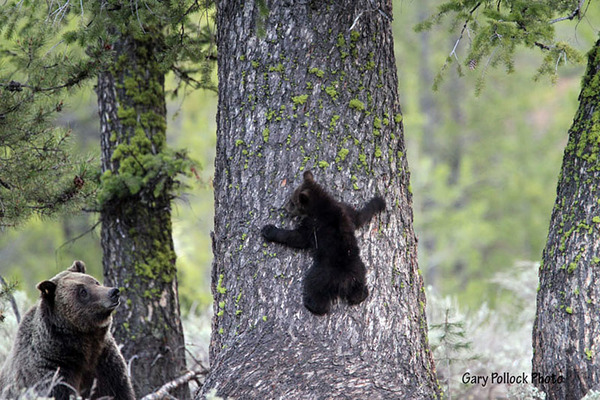 mother-bear-cubs-animal-parenting-5-57e3a1eaddea8__880