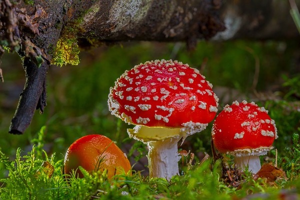 fly-agaric-gfe0f7dfe5_640