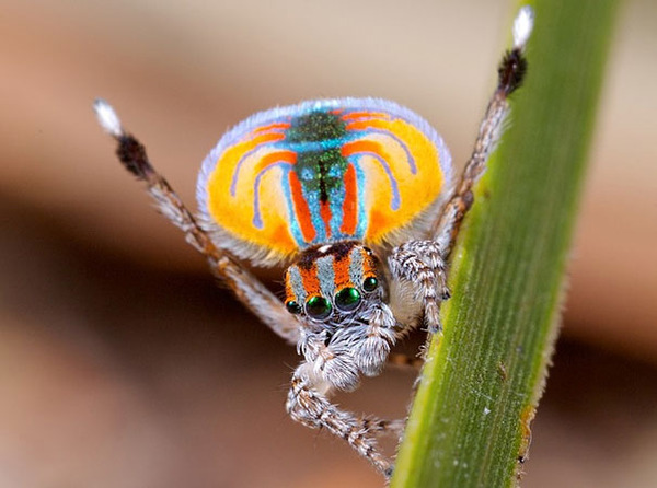 peacockspider2