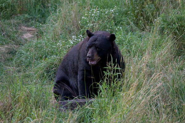 Black_bear2