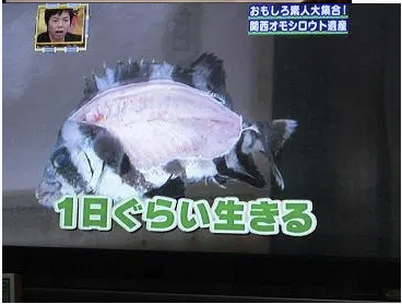 微閲覧注意 肉を削がれた魚 コロシテ コロシテ 寿司屋 ギャハハハハハハ おもしれぇ 不思議 Net 微閲覧注意 肉を削がれた魚 コロシテ コロシテ 寿司屋 ギャハハハハハハ おもしれぇ 不思議 Net