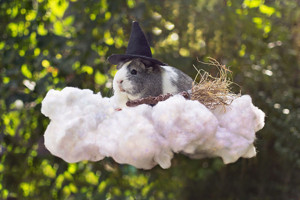 Mieps-the-Guinea-Pig-57cef813ada51__880