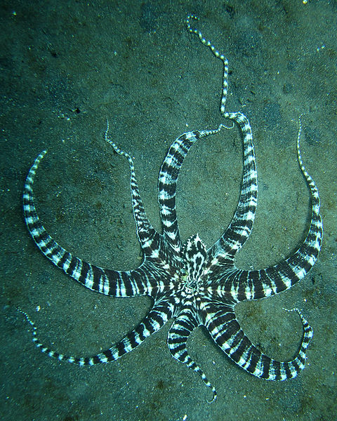 480px-Mimic_Octopus_2