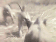 動物gif さる 今日のgif 動物gif さる 今日のgif