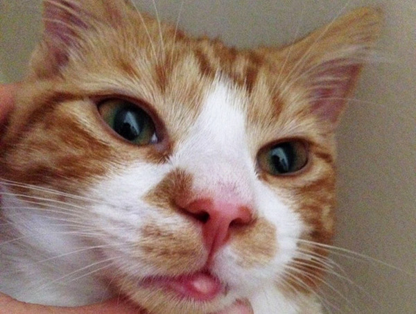 bees-vs-cats17