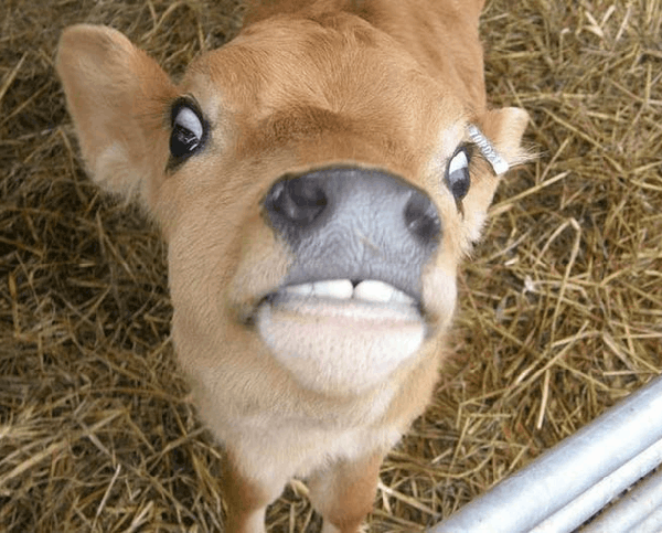 Animali-divertenti-600-10