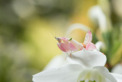 shutterstock_1082216930