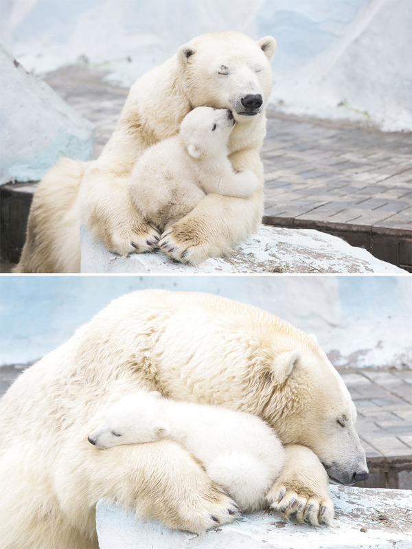 mother-bear-cubs-animal-parenting-44-57e3c7f4e03f5__880