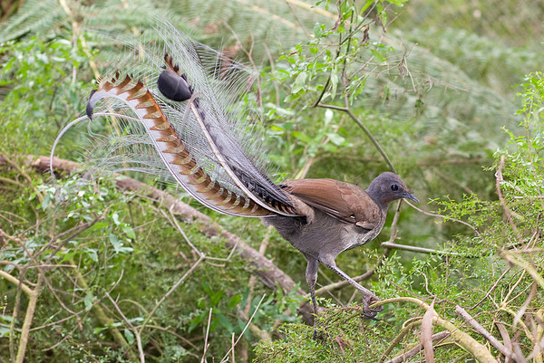 800px-Superb_lyrbird_in_scrub